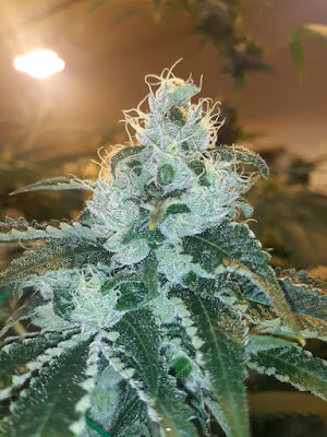 Photo of EverBloom
