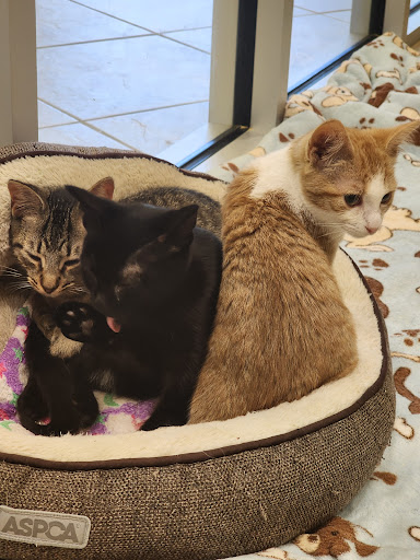 Currituck Animal Services and Control
