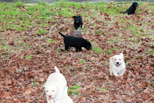 Photo n°8 de Elevage canin Les Extrêmes de la Forge Dordogne à La Chapelle-Grésignac (Éleveur de chiens)