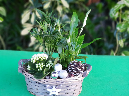 Casteflor - Visual