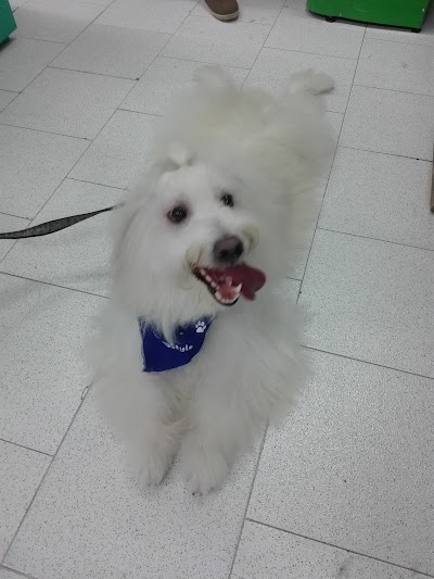 Photos of Mascotas Style