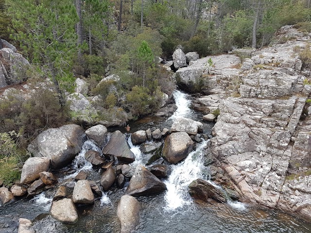 Piscia di Gallo