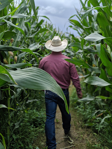 Brooks Corn Maze - Visual