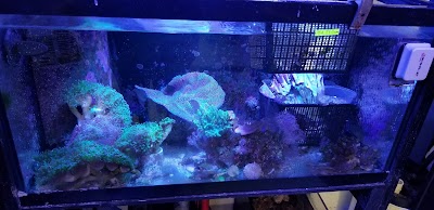 Reef eScape - Open for Aquarium Design, Installation, Maintenance, Curb Side Carryout and Scheduled In Store Shopping! Visit our website for more details!