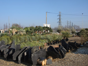Photo n°13 de EURL DAUDIGEOS à Saint-Pierre-du-Mont (Pépinière)