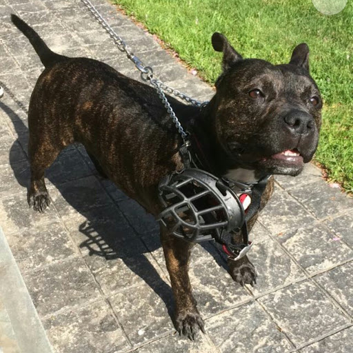 Bay Shore Animal Hospital: Terrel Barbara DVM - Thumbnail