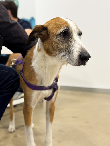 Aúna especialidades veterinarias