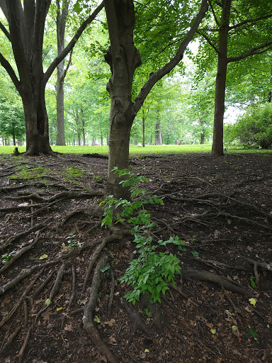 Loman Park - Thumbnail