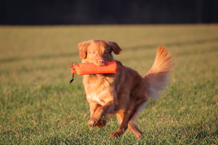 Hundeschule "Vierläufer"
