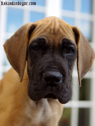 Photo n°7 de Des Gardiens Des Vanneaux à Argentonnay (Éleveur de chiens)
