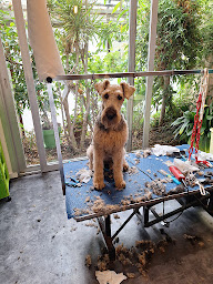 Photo n°3 de Atou Dog's à Le Vivier-sur-Mer (Toiletteur)