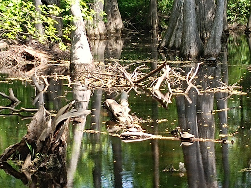 Cypress Swamp - Thumbnail