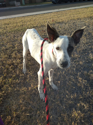Yuma Homeward Bound Animal Rescue - Thumbnail