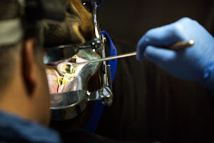 Photo n°8 de François Dall'Osteria - Dentiste équin à Rochetaillée-sur-Saône (Vétérinaire)