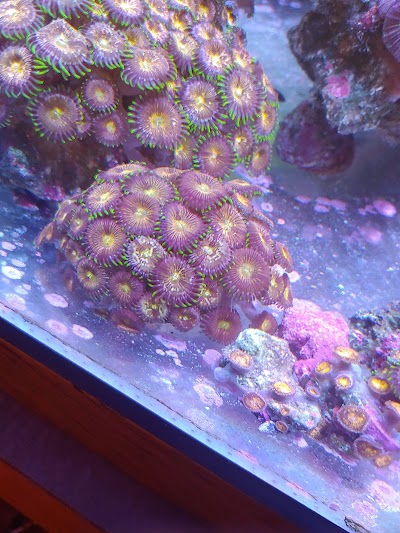 Humboldt Coral