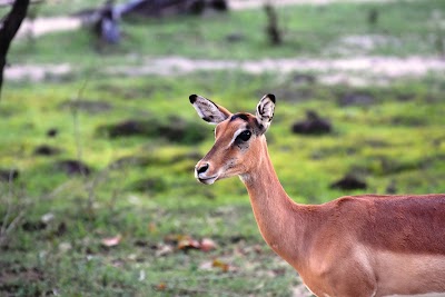 Photos of Liwonde National Park