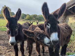 Photo n°3 de L'Âne à Nath, ânière & savonnière à Sagy (Éleveur)
