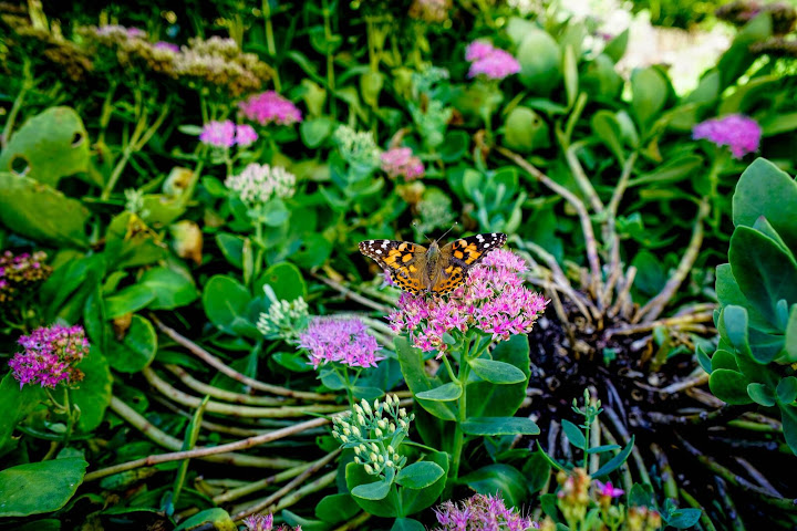 Foster Harris House by null