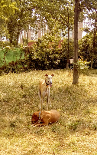 Parque Canino Escuela Canina Municipal - Thumbnail