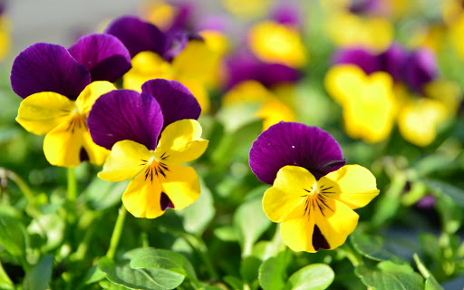 Amapola Floristerías - Thumbnail