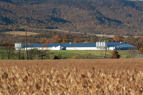 Country View Family Farms by null