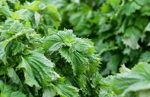 Salvia Nutrition Compléments alimentaires et Huiles essentielles bio en Vendée