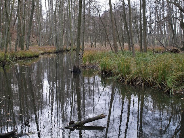 Weltnaturerbe Buchenwald Grumsin e.V.
