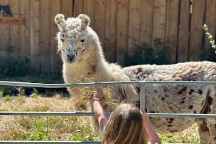 Photo n°32 de Lama Loisir Mamirolle à Mamirolle (Zoo)