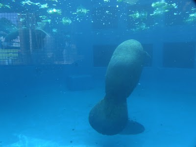 Manatee Exhibit