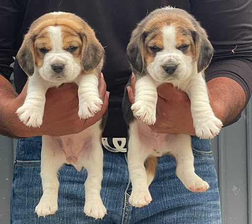 Show Quality healthy beagle puppies ready for new loving home.... post image
