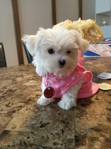 Sheepshead Bay Veterinary Group - Thumbnail