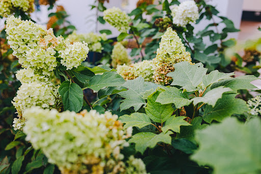 Garden Service di Michelini Giuliano - Thumbnail