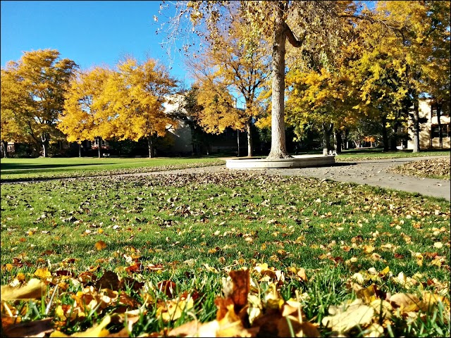 Colorado State University