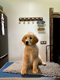 Photo n°1 de Elevage Of Hawkchurch Cottage à Arnac-la-Poste (Éleveur de chiens)