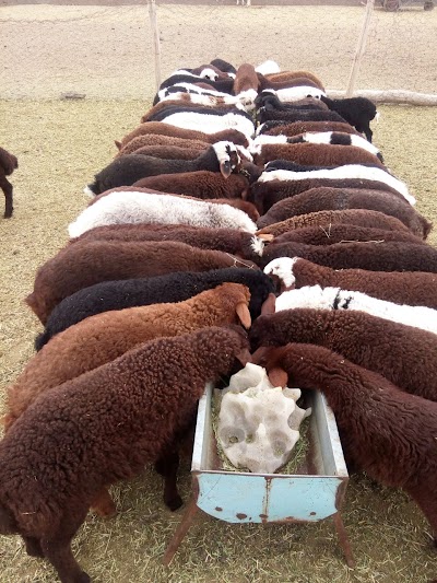 Photos of Livestock farmers