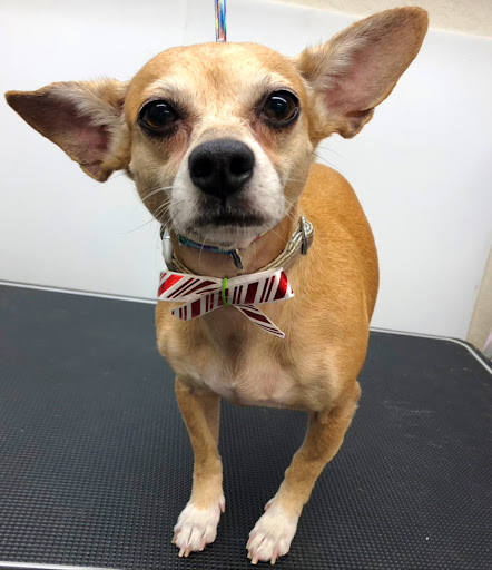 Dani's Pawsitive Vibes Pet Grooming Gallery - United States