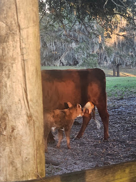 Morris Family Farm - Morganic Meats by null