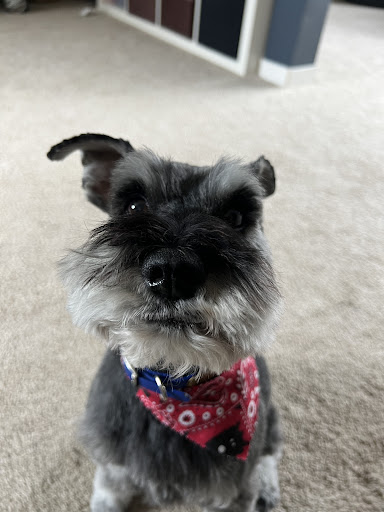 Christa's Paw Spa LLC - United States