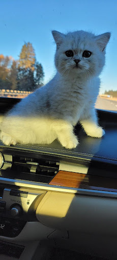 Advanced Cattery - Visual