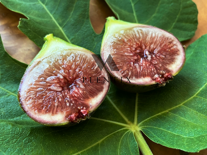 Obstbaumschule Plentix