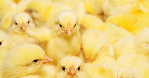 whitehall hatcheries
