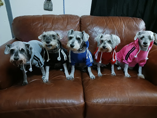 Sir Barks A Lot Puppies