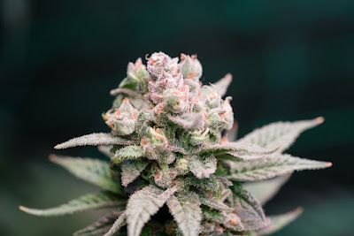 Photo of The Hempire Collective Weed Dispensary