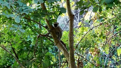 Photos of Lilongwe Wildlife Centre