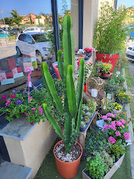 Photo n°30 de L' Atelier de Cécile à Belgodère (Fleuriste)