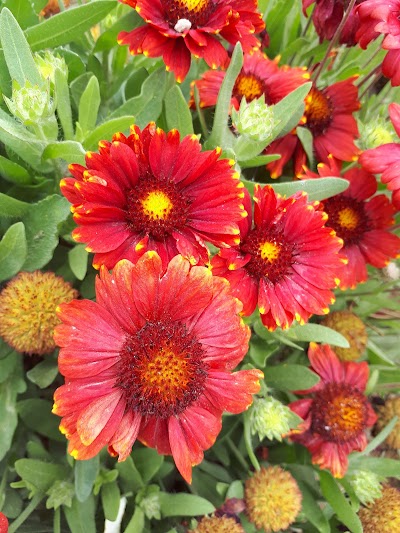 Photos of Soroush local park