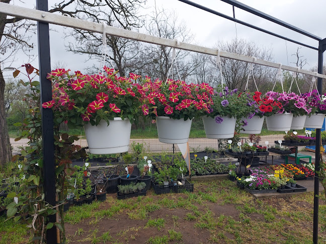 Almási termelői piac / Bátki kertészet / Bátki-kert kft - Kertészkedő