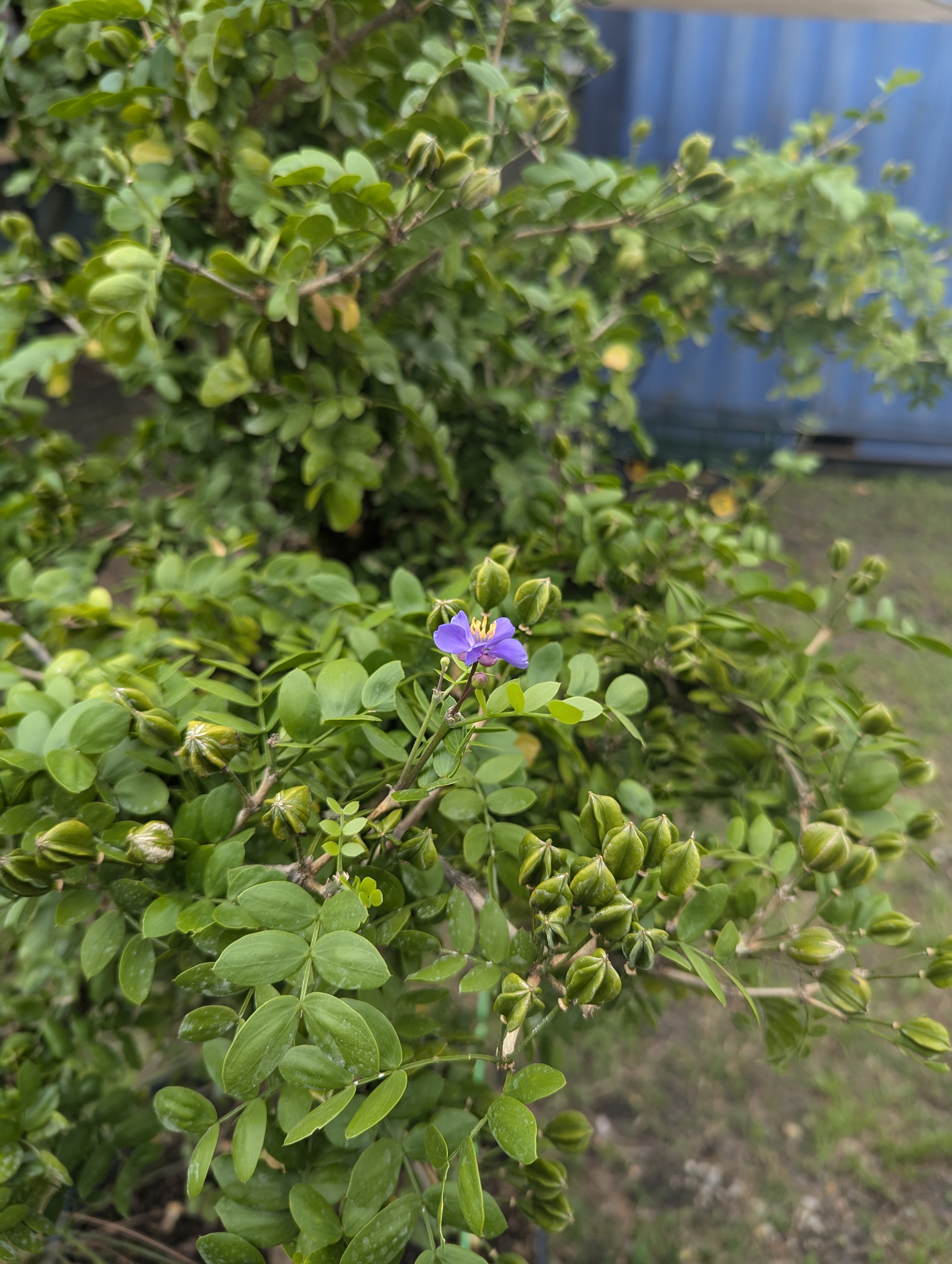 Flora of Miami