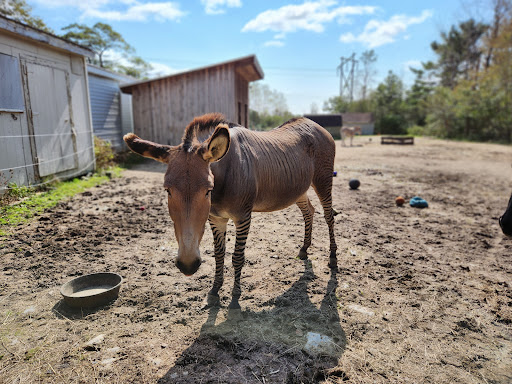 Integrity's Haven Equine (Animal) Rescue Centre - Thumbnail