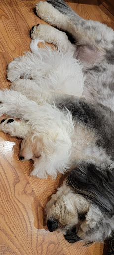 Warren Township Animal Hospital - Anna Marie Gallo DVM - Thumbnail